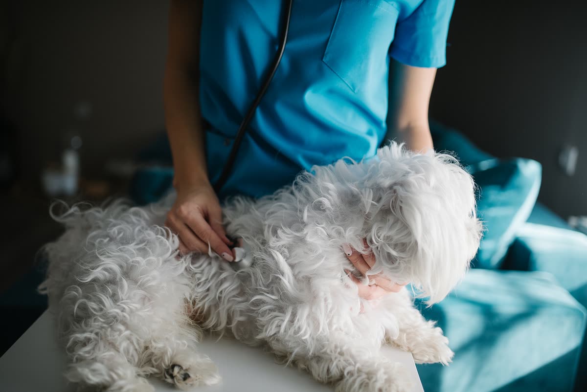 Vet Río Cuarto — Veterinaria en Alberdi · Río Cuarto